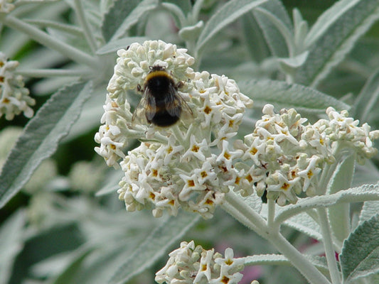 Buddleja (Buddleia) Silver Anniversary - Champion Plants