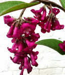 Buddleja (Buddleia) colvilei - Champion Plants