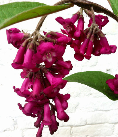 Buddleja (Buddleia) colvilei - Champion Plants
