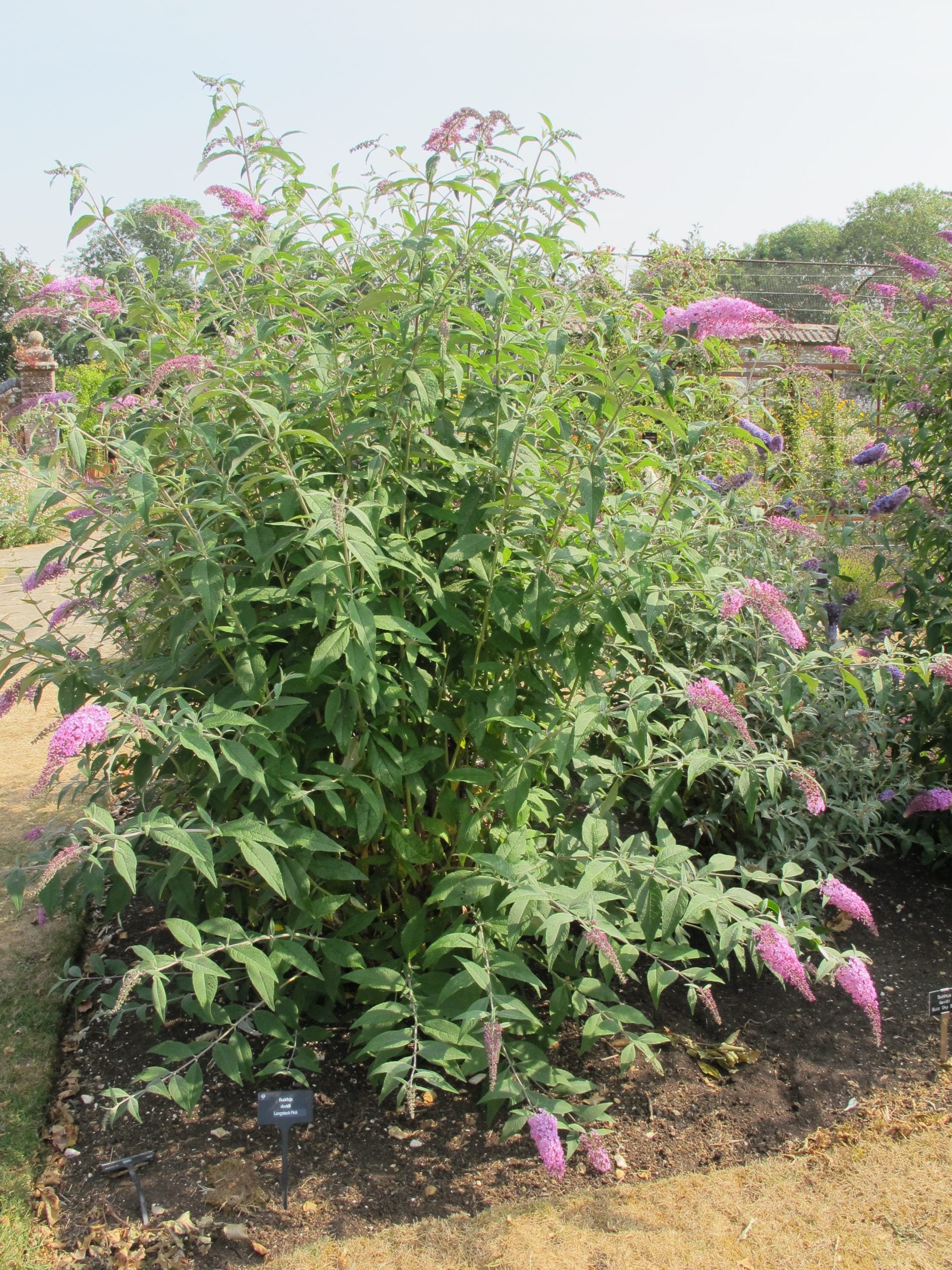 Buddleja (Buddleia) ‘Longstock Pink’ - Champion Plants