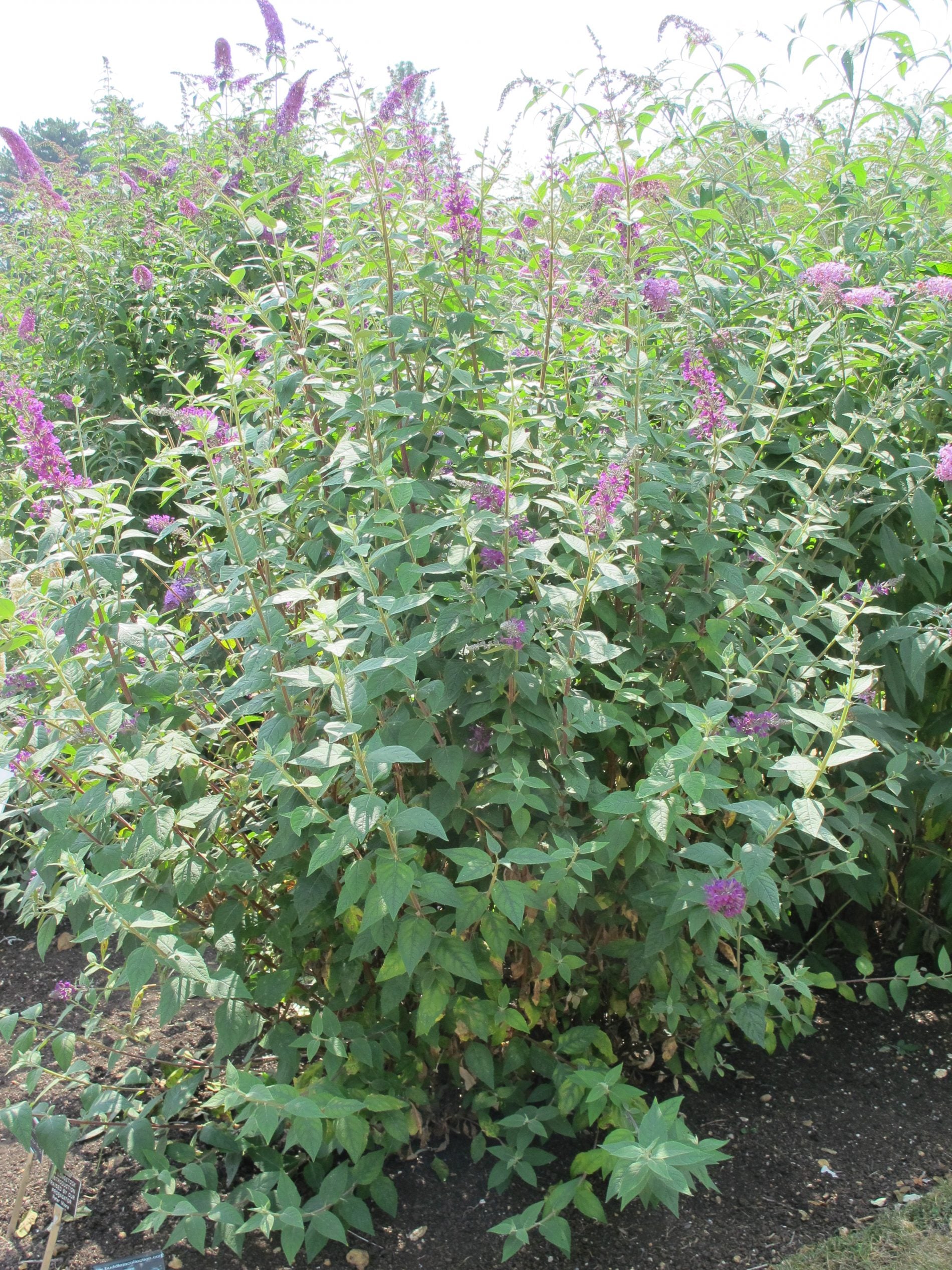 Buddleja (Buddleia) ‘Longstock Pride’ - Champion Plants