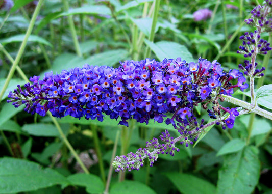 Buddleja (Buddleia) davidii Empire Blue - Champion Plants