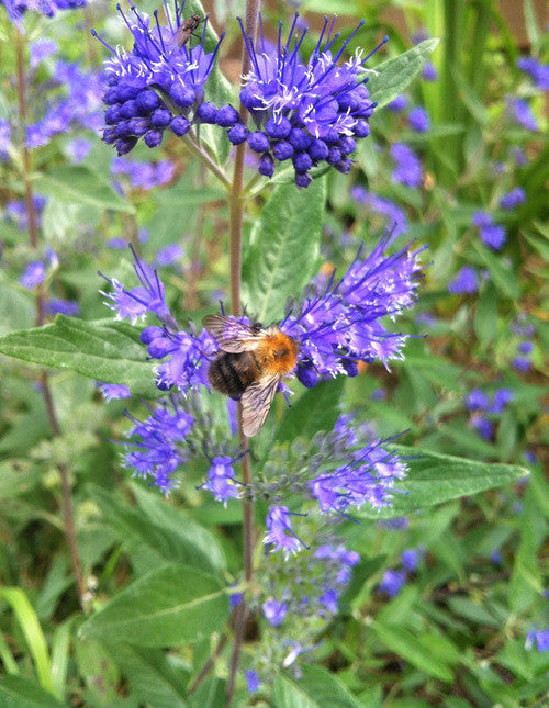 Caryopteris x cland. Arthur Simmonds - AGM - Champion Plants