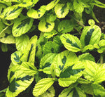 Ceanothus Diamond Hieghts - Champion Plants