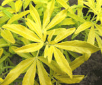 Choisya Goldfingers - Champion Plants