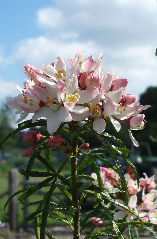 Choisya × dewitteana Apple Blossom - Champion Plants