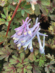 Corydalis Purple Leaf - Champion Plants