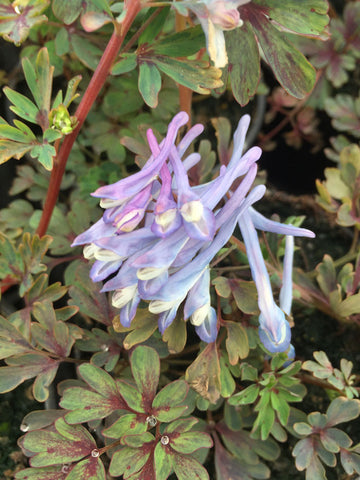 Corydalis Purple Leaf - Champion Plants