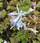 Corydalis China blue - Champion Plants