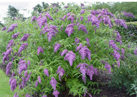 Buddleja (Buddleia) davidii Dartmoor - AGM - Champion Plants