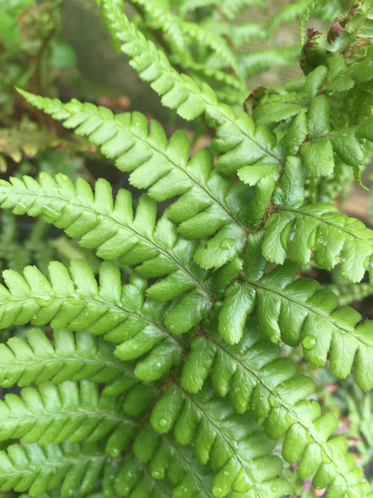 Dryopteris affinis - Champion Plants