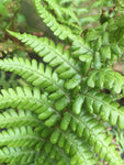 Dryopteris affinis - Champion Plants
