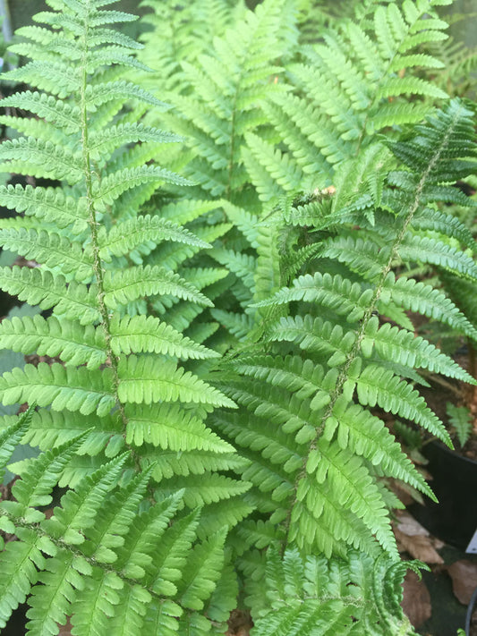 Dryopteris felix mas - Champion Plants