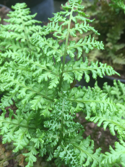 Dryopteris dilatata Crispa Whiteside - Champion Plants