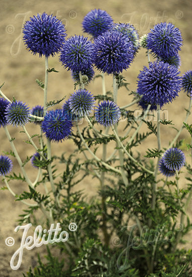 Echinops Platinum Blue - Champion Plants