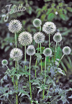 Echinops Star Frost - Champion Plants