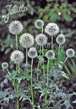 Echinops Star Frost - Champion Plants