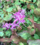 Epimedium Lilafee - Champion Plants