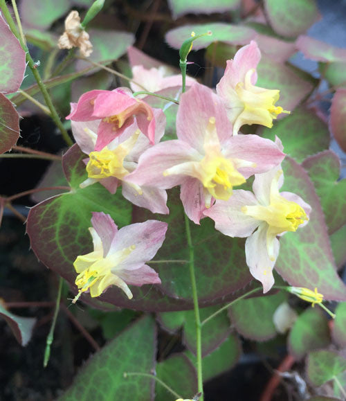 Epimedium Roseum - Champion Plants