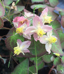 Epimedium Roseum - Champion Plants