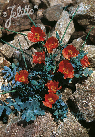 Glaucium flavum Burnt Orange - Champion Plants
