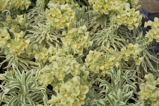 Euphorbia Tasmanian Tiger - Champion Plants