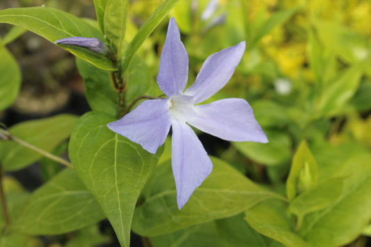 Vinca difformis Sardoa - Champion Plants