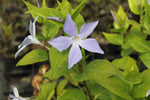 Vinca difformis Sardoa - Champion Plants
