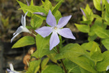 Vinca difformis Sardoa - Champion Plants