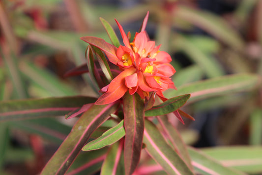 Euphorbia griffithii Dixter - AGM - Champion Plants