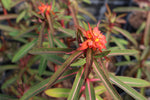 Euphorbia griffithii Dixter - AGM - Champion Plants
