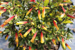 Jacobinia pauciflora (Justicia rizzinii) - Champion Plants