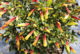 Jacobinia pauciflora (Justicia rizzinii) - Champion Plants