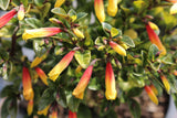 Jacobinia pauciflora (Justicia rizzinii) - Champion Plants