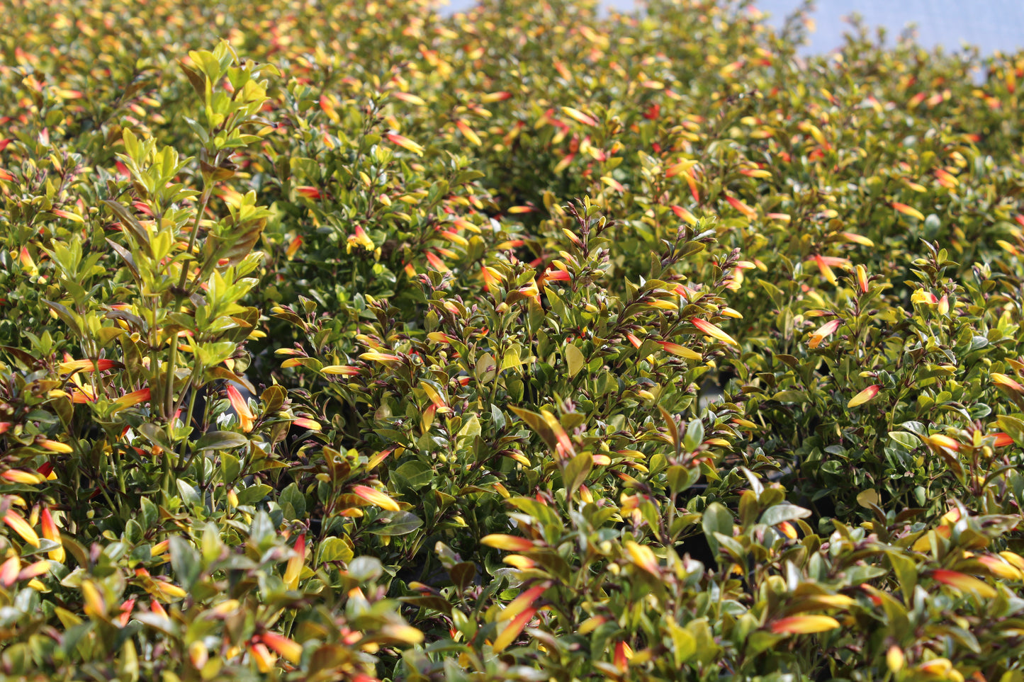 Jacobinia pauciflora (Justicia rizzinii) - Champion Plants