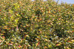 Jacobinia pauciflora (Justicia rizzinii) - Champion Plants