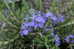 Rosmarinus officinalis Riviera - Champion Plants