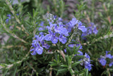 Rosmarinus officinalis Riviera - Champion Plants