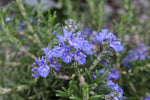 Rosmarinus officinalis Riviera - Champion Plants