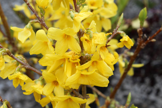 Forsythia Lynwood - Champion Plants