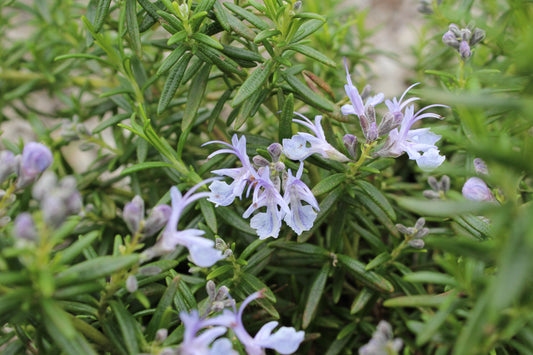 Rosmarinus officinalis Prostratus - Champion Plants