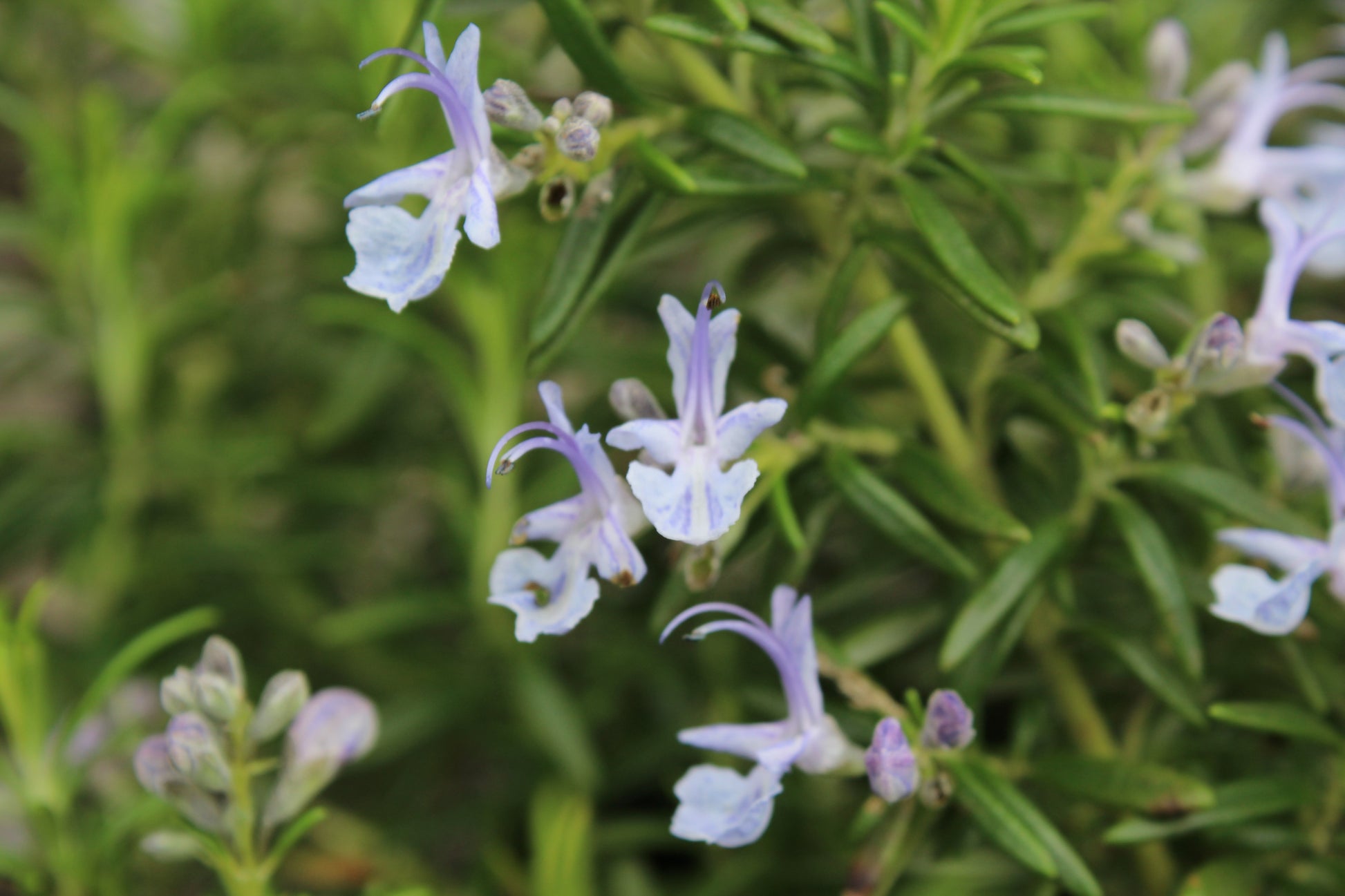 Rosmarinus officinalis Prostratus - Champion Plants