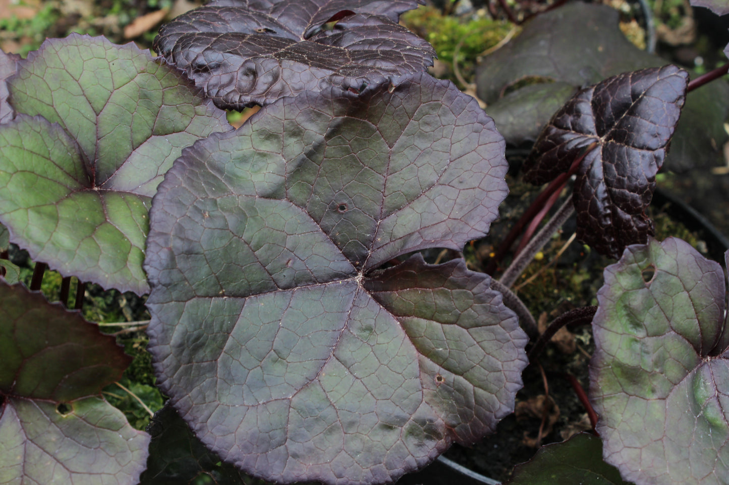 Ligularia Midnight Beauty - Champion Plants