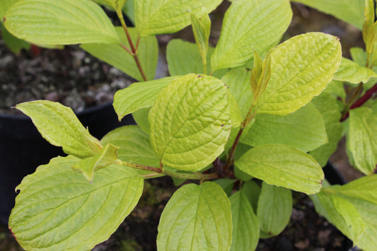 Cornus sibirica Westonbirt - Champion Plants