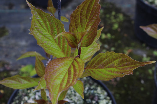 Cornus Kesselringii - Champion Plants