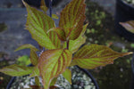 Cornus Kesselringii - Champion Plants