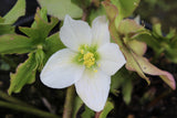 Helleborus niger - Champion Plants