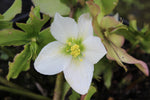 Helleborus niger Praecox - Champion Plants