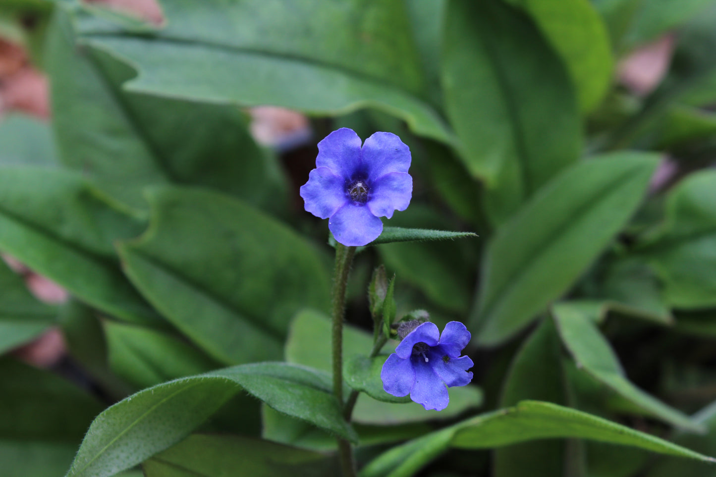Pulmonaria Blue Ensign - Champion Plants