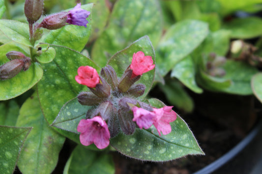 Pulmonaria Dora Bielefeld - Champion Plants